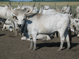 Hungarian_Grey_Cattle8